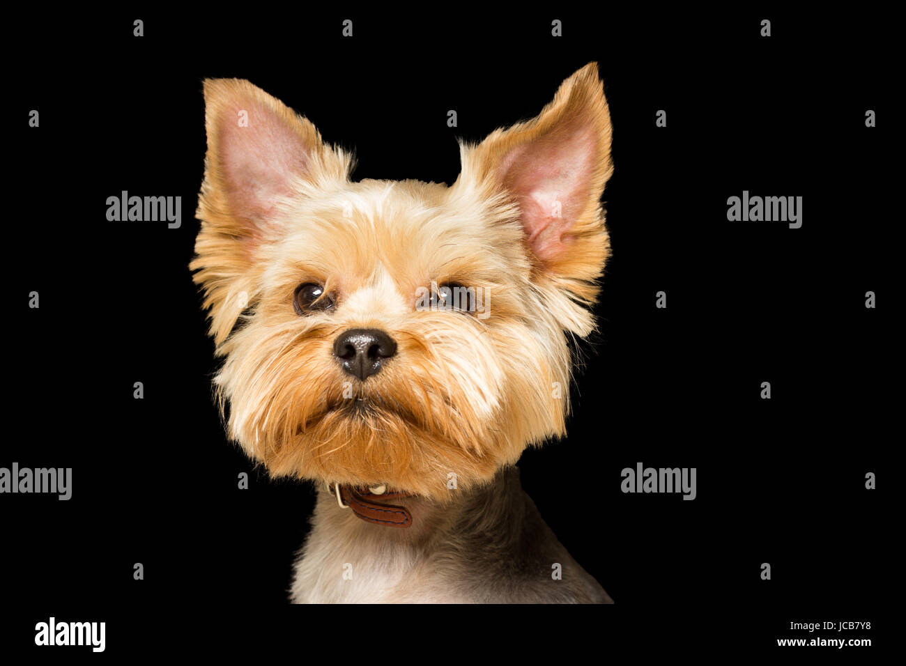 Cane di razza Yorkshire Terrier dopo un taglio di capelli, un close-up verticale viene isolato un sfondo nero Foto Stock
