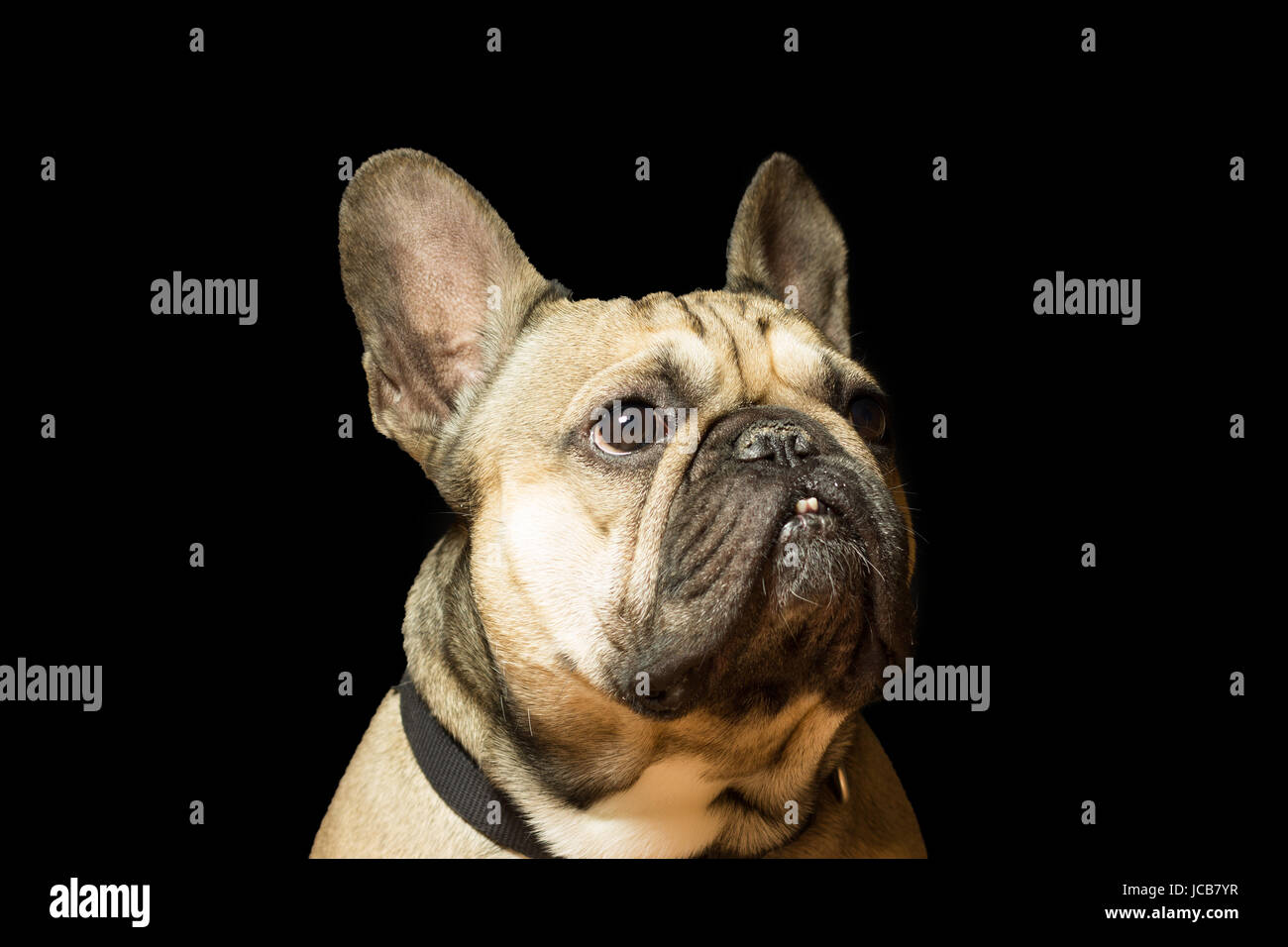 Bulldog francese di colore fulvo, sfondo nero Foto Stock