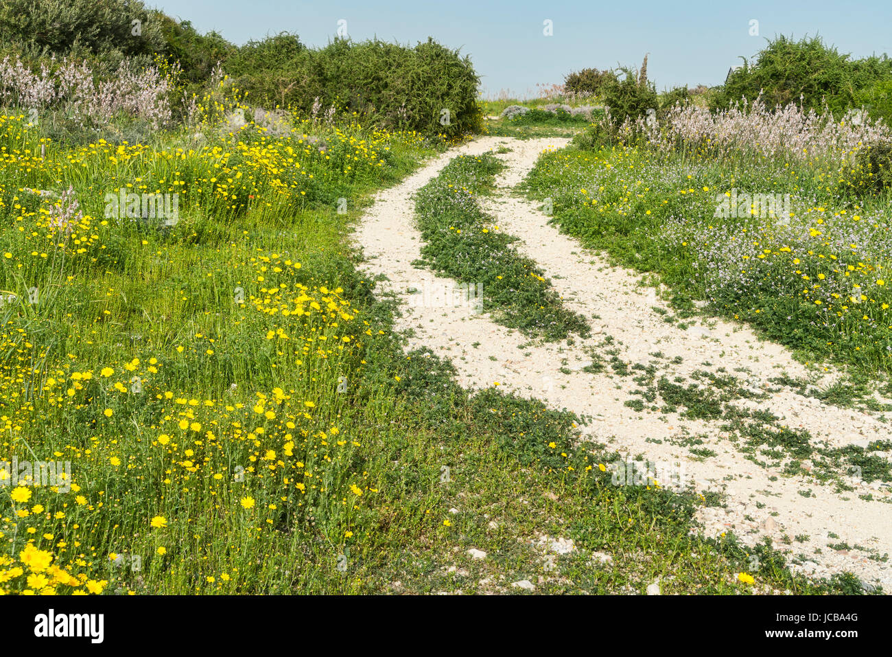 Kourion sito archeologico, via con fiori selvatici, vicino a Limassol Limassol Cipro del Sud Foto Stock