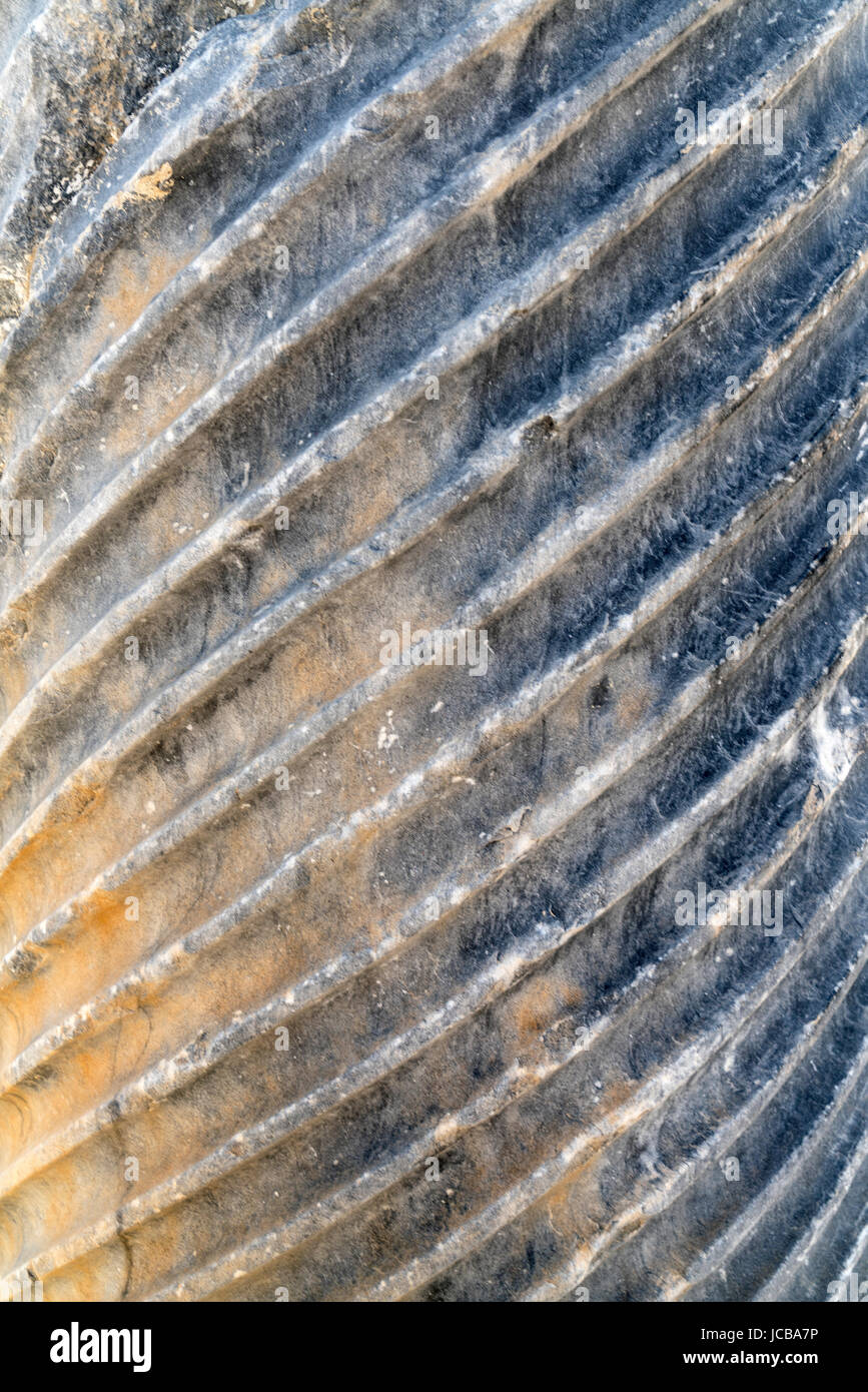 Kourion sito archeologico, vicino a Limassol Limassol Cipro del Sud Foto Stock