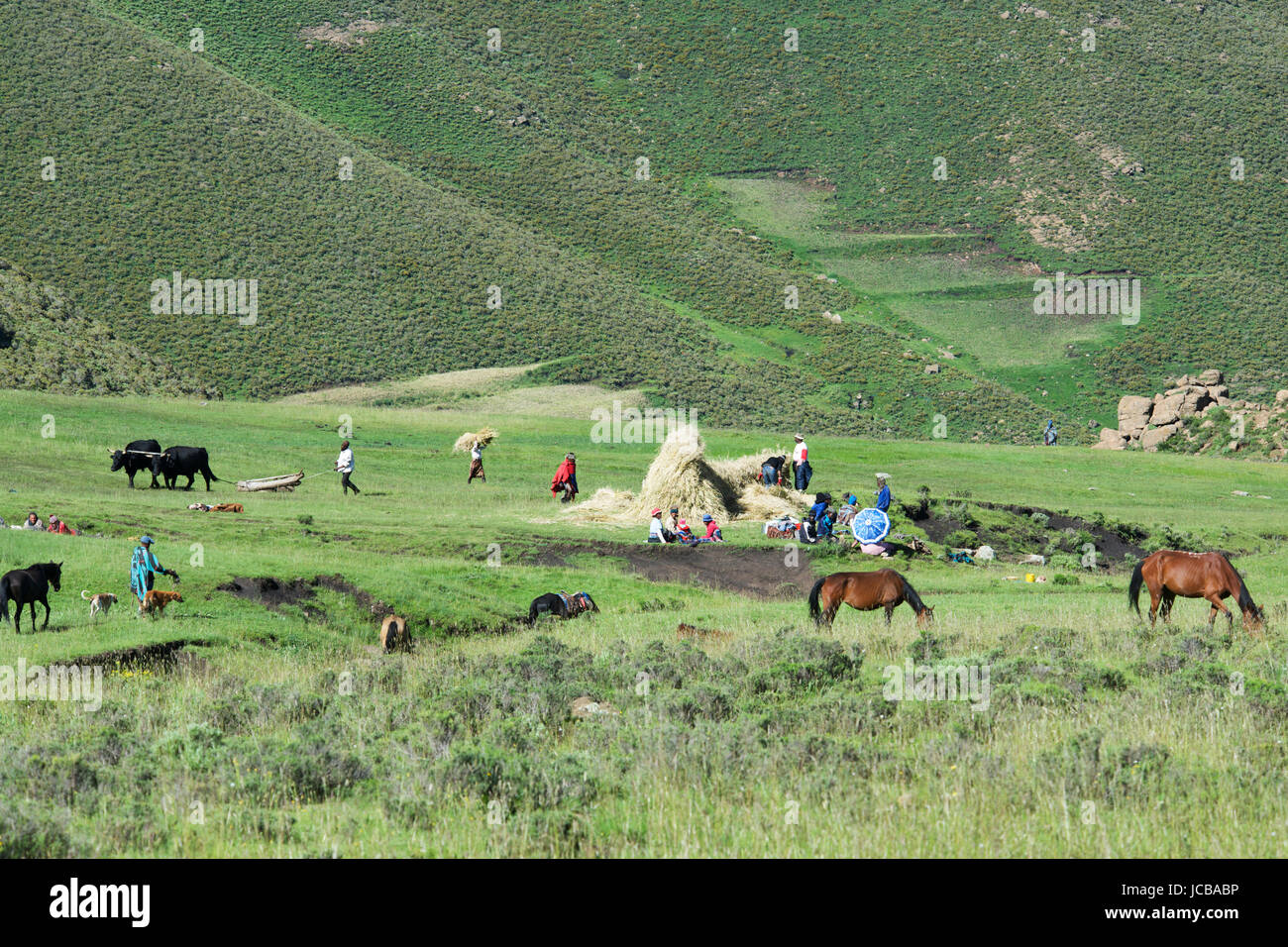 Rurale scena gli abitanti di un villaggio rendendo pagliaio Altipiani Centrali Lesotho Africa meridionale Foto Stock