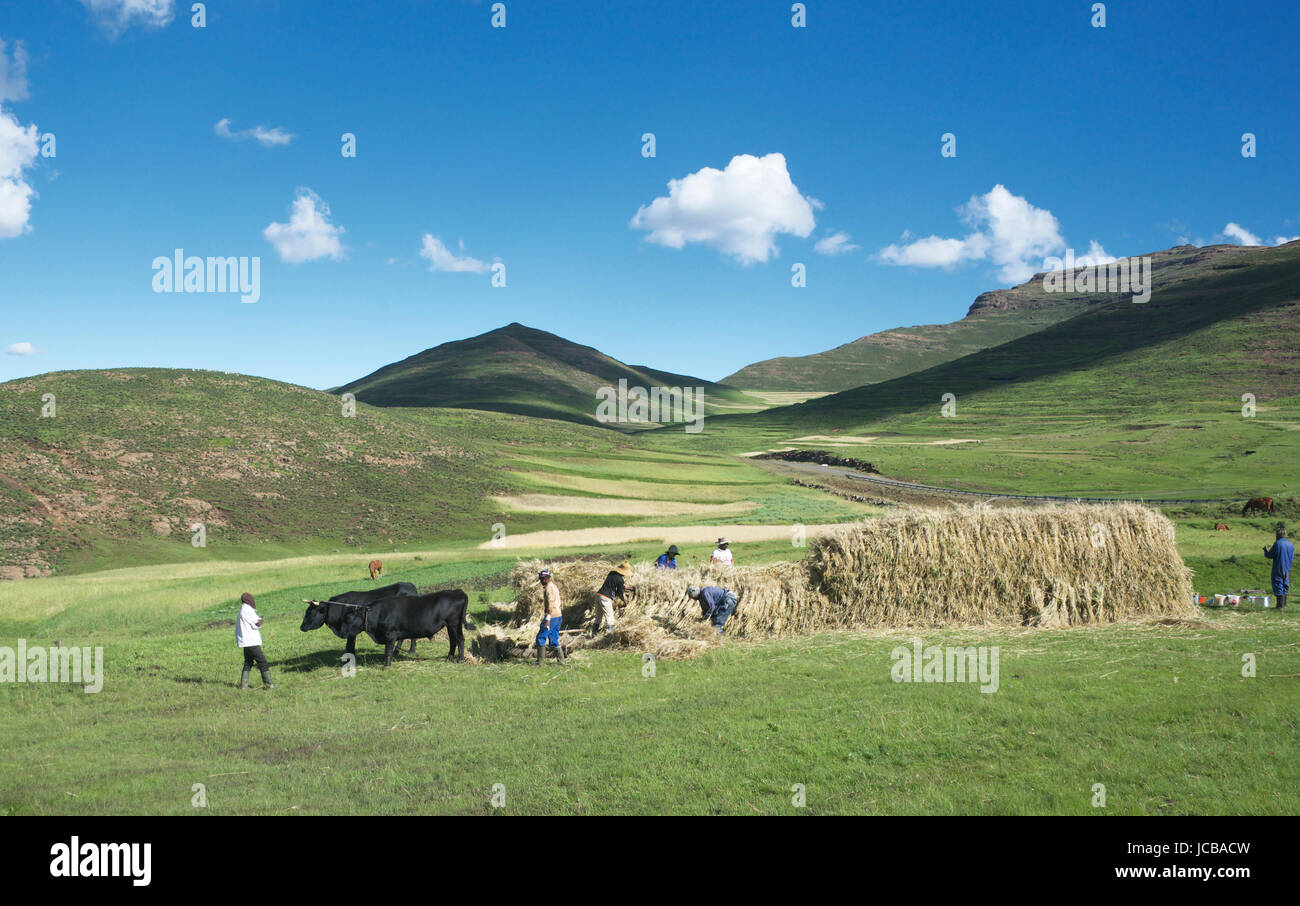 Gli abitanti del villaggio e il pagliaio di covoni di grano Altipiani Centrali Lesotho Africa meridionale Foto Stock