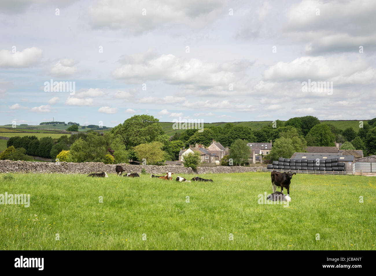 Il bestiame nei campi alla periferia di Litton, un villaggio nel distretto di Peak, Derbyshire, in Inghilterra. Foto Stock