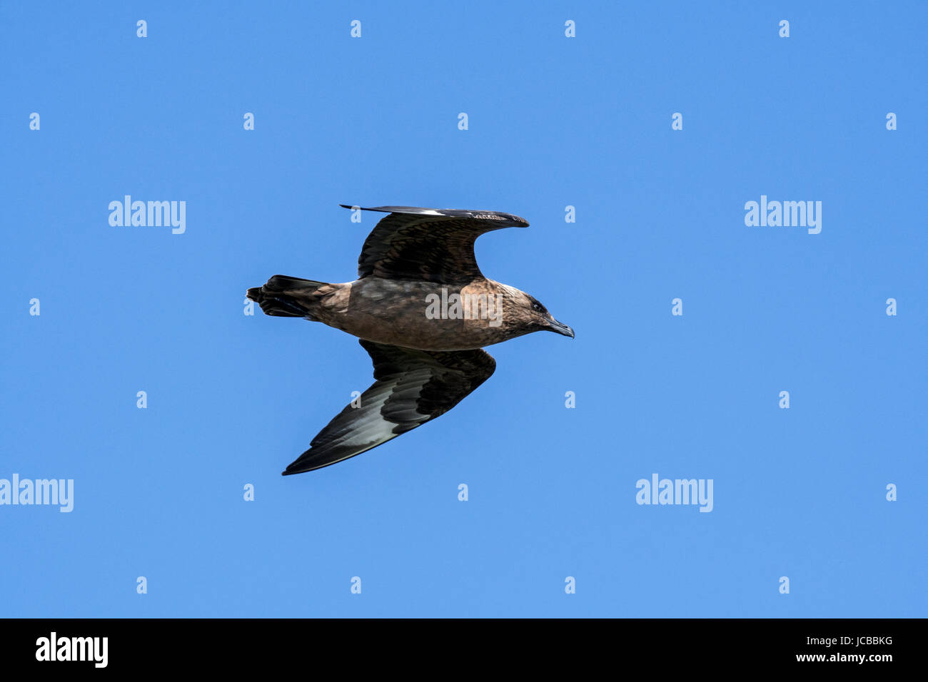 Grande skua / bonxie (Stercorarius skua) in volo contro il cielo blu Foto Stock