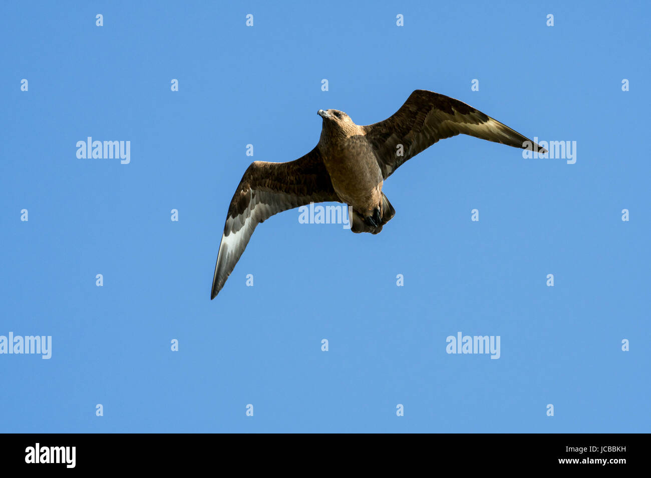 Grande skua / bonxie (Stercorarius skua) in volo contro il cielo blu Foto Stock