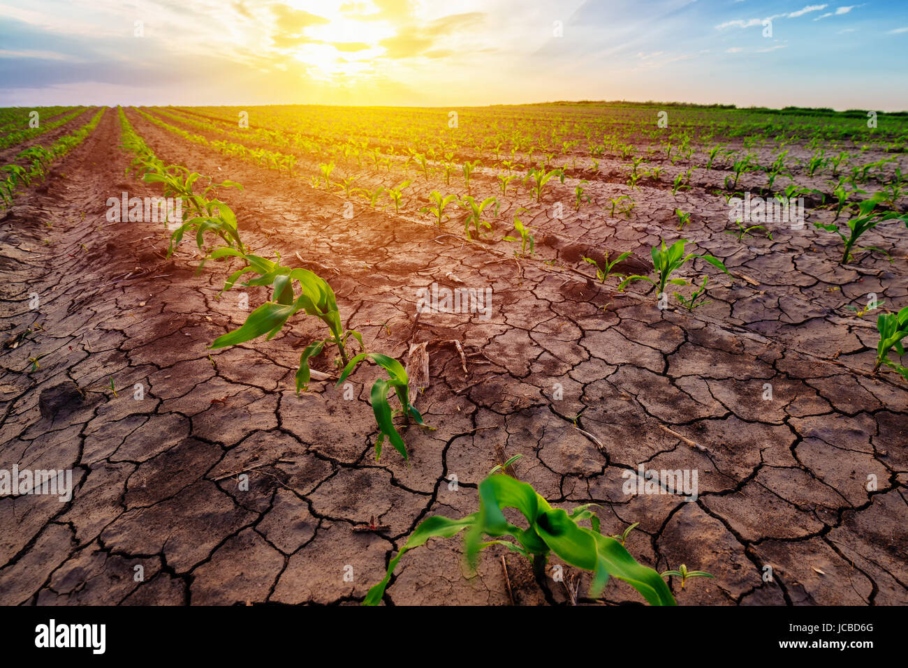 Mais giovani crescono in ambiente secco, siccità stagionale su mais plantation Foto Stock