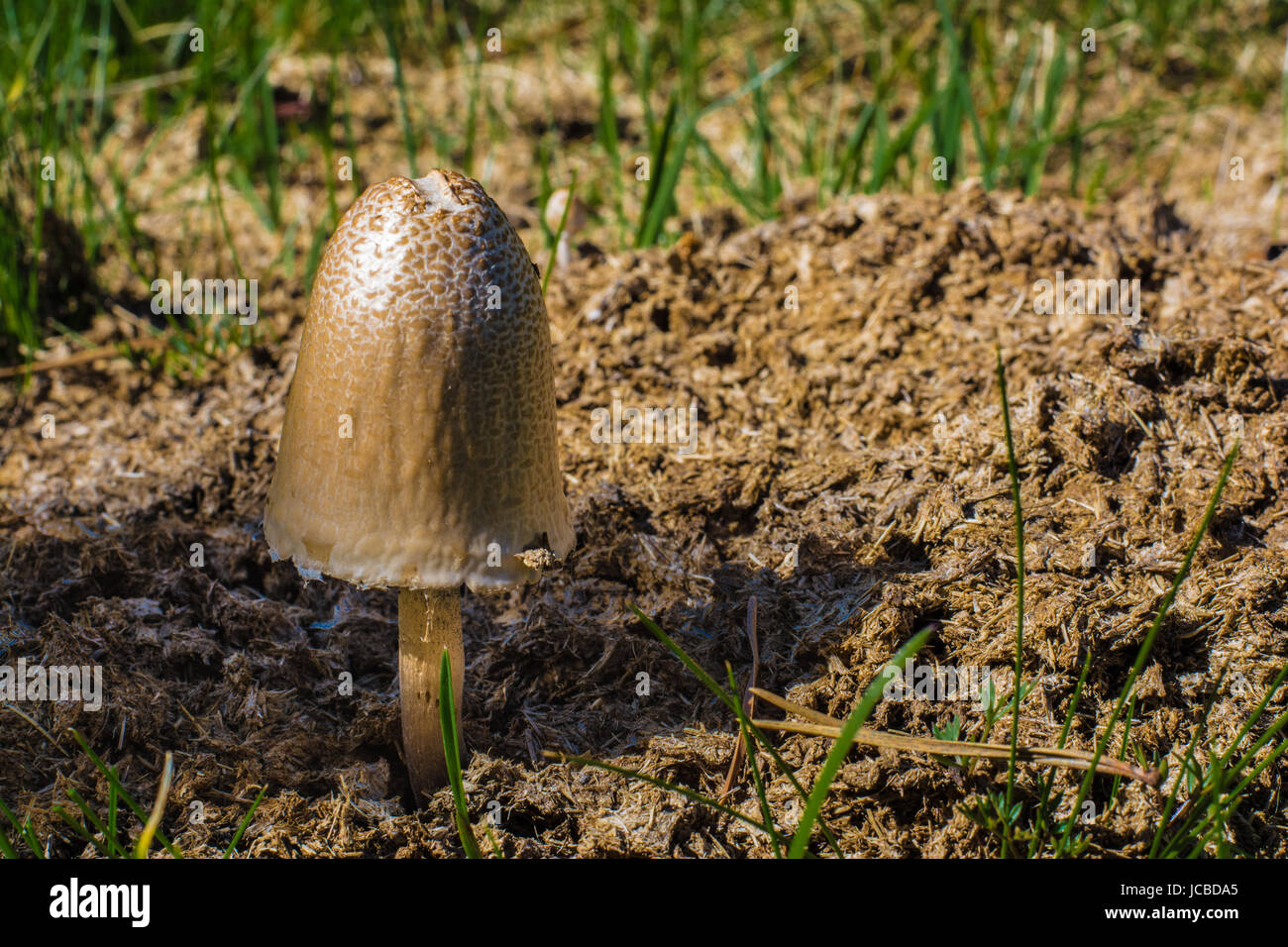 Primo piano di una singola di funghi selvatici che crescono su torba e di erba Foto Stock