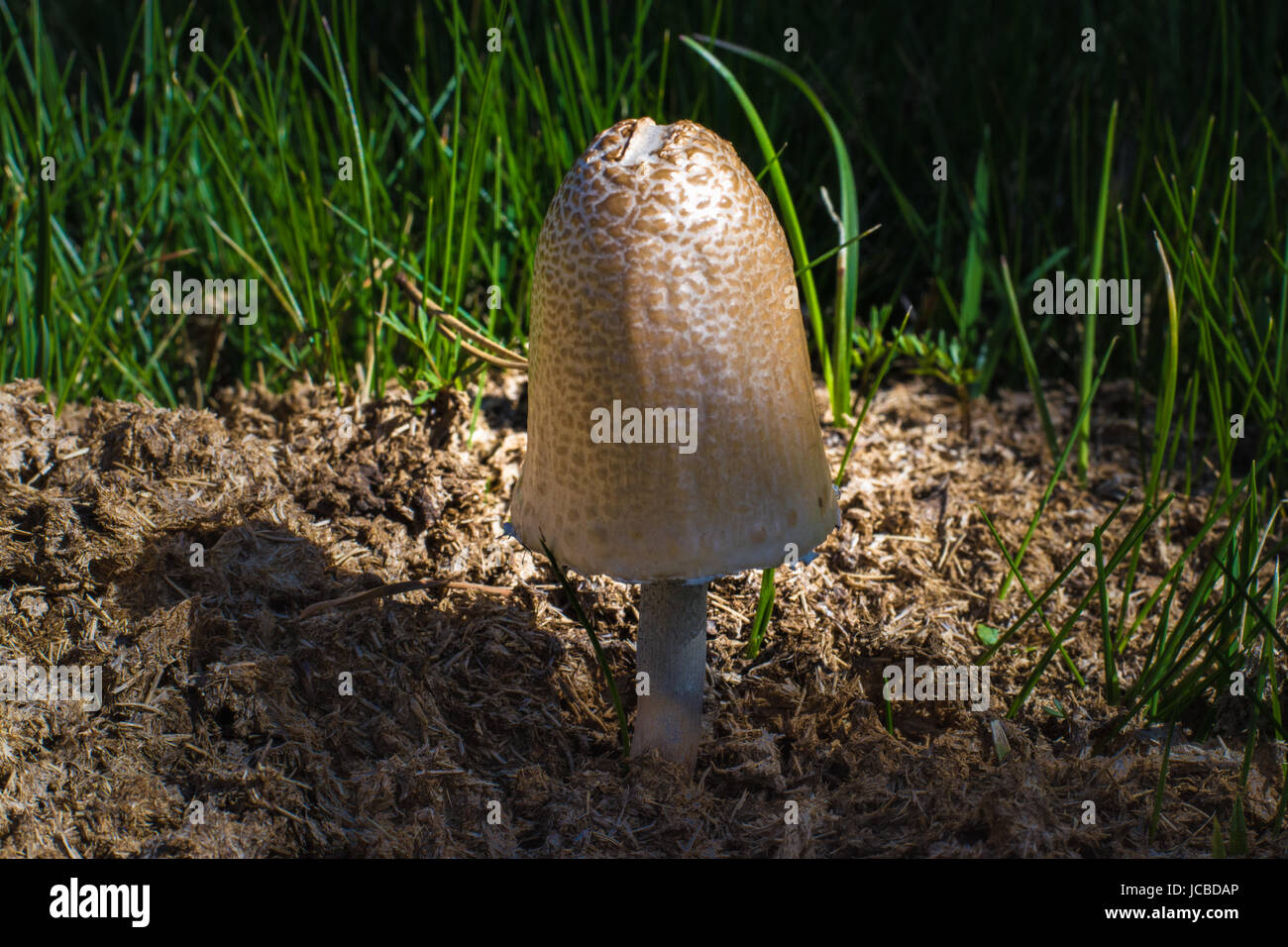 Primo piano di una singola di funghi selvatici che crescono su torba e di erba a notte Foto Stock