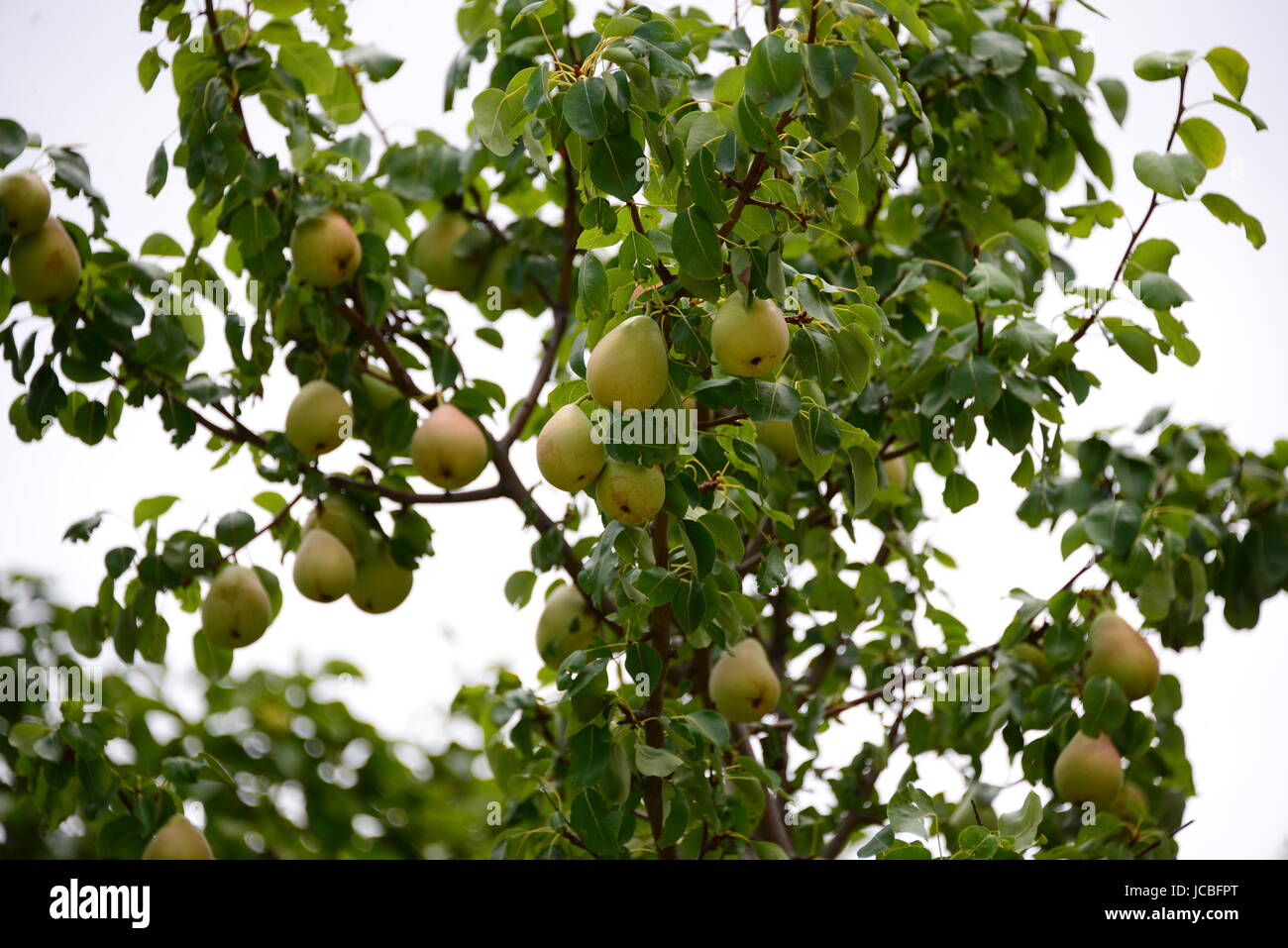 Pear Tree in Spagna Foto Stock