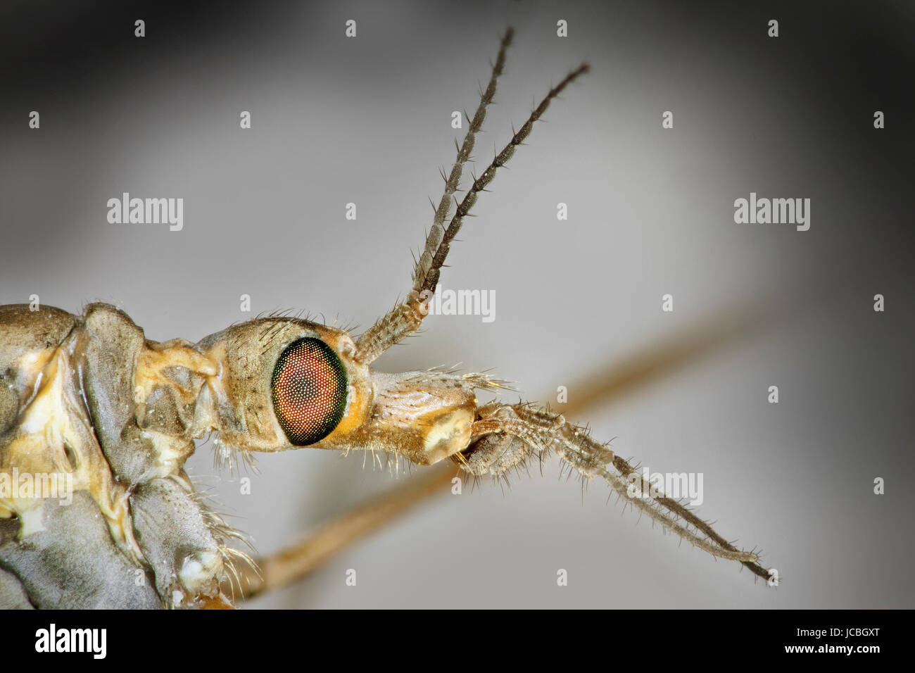 Testa Cranefly, vista laterale, Tipula paludosa Foto Stock