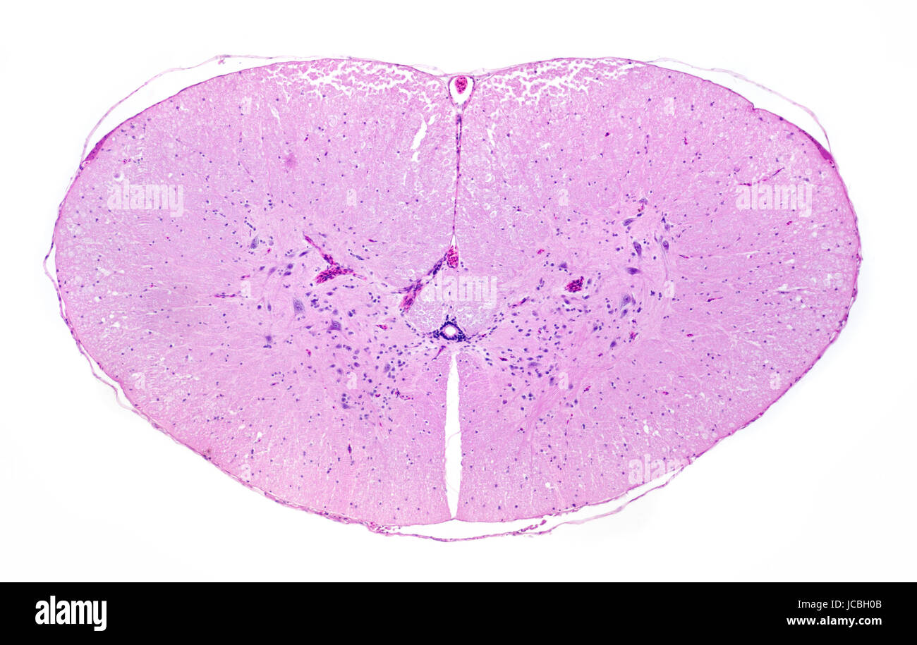 Rana comune, rana temporaria, colonna vertebrale TS in campo chiaro microfotografia che mostra la struttura generale. Foto Stock