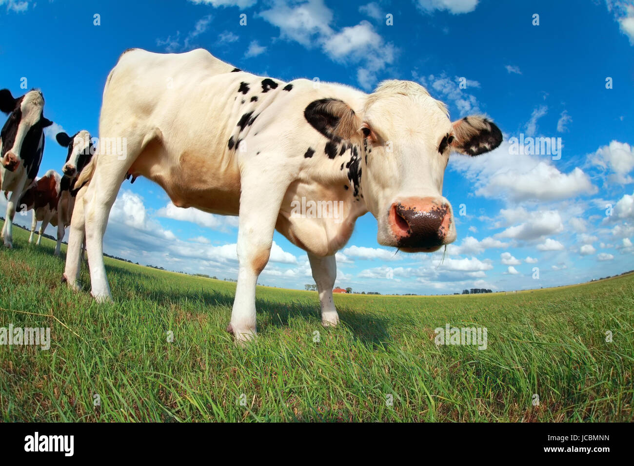 Mucca su pascolo su blue sky tramite ampio angolo Foto Stock