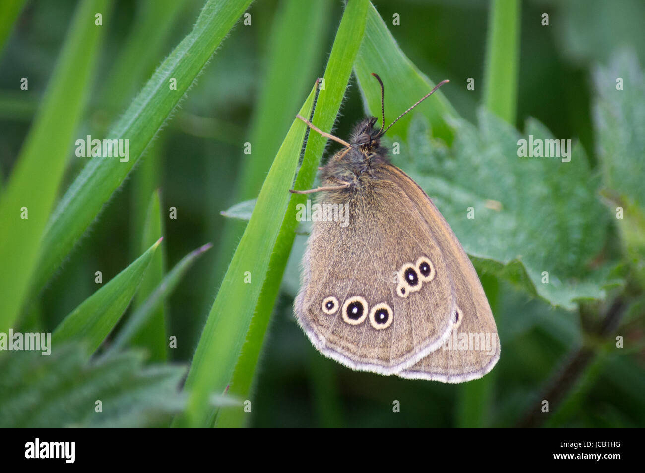 Ringlet butterfly sull'erba Foto Stock