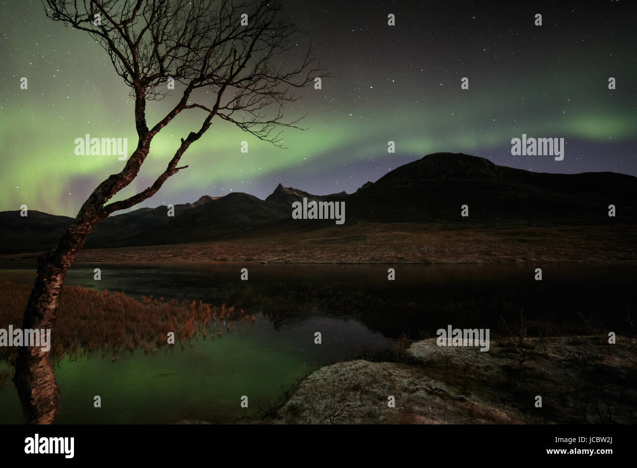 Aurora boreale o luci del nord, attivo tende colorate in movimento attraverso il cielo notturno a nord del Circolo Polare Artico Kvaloya isola di Troms Tromso Norvegia regione 2016 migliori Foto Stock