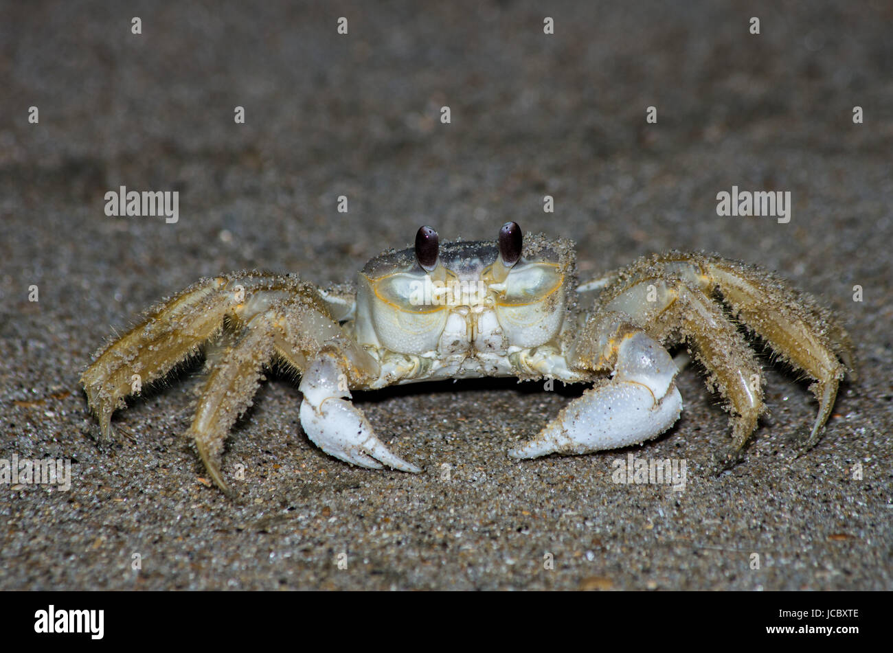 Ghost granchi sulla spiaggia di notte in Outer Banks North Carolina Foto Stock