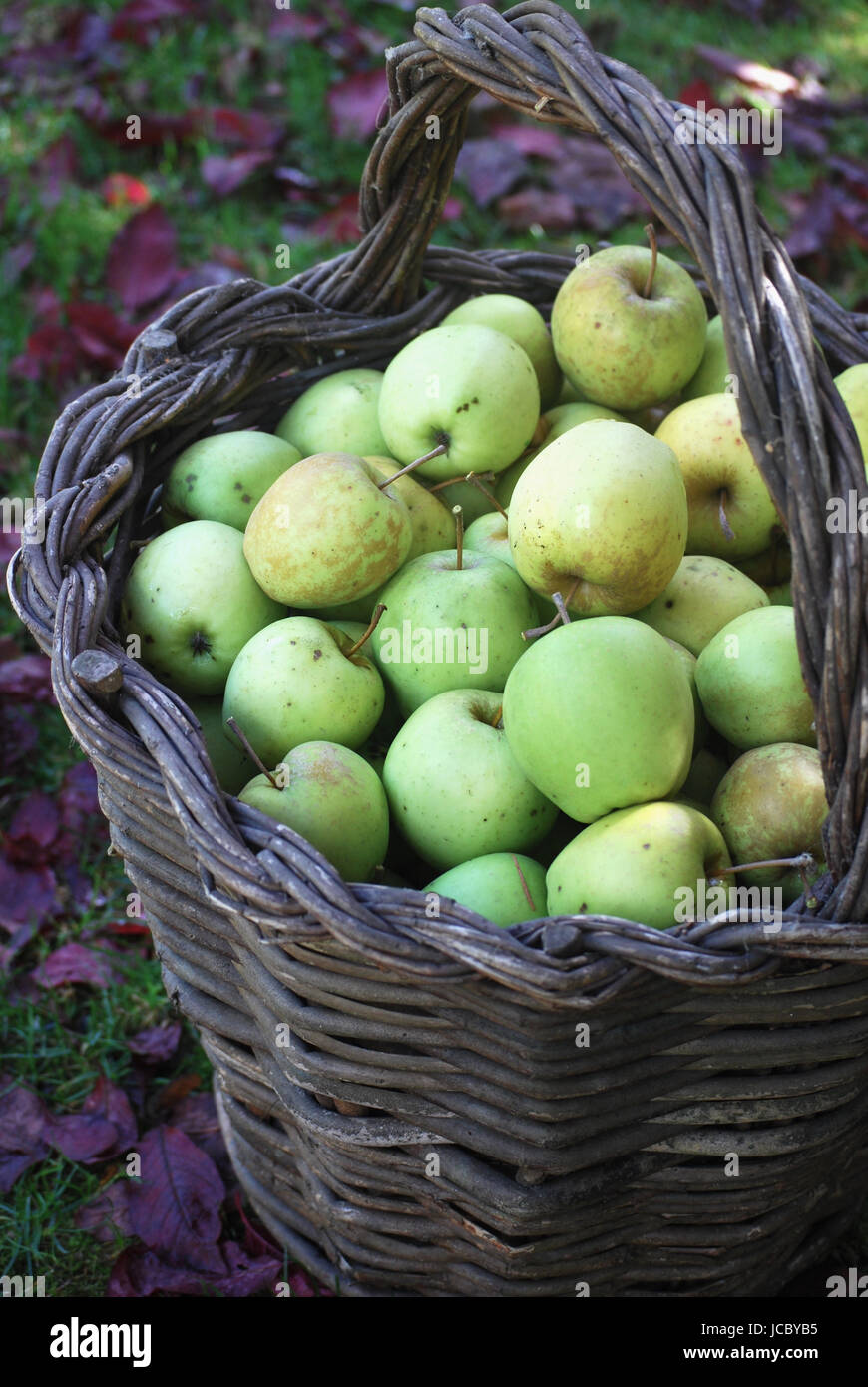 Cesto di appena raccolto le mele da autunno Orchard Foto Stock