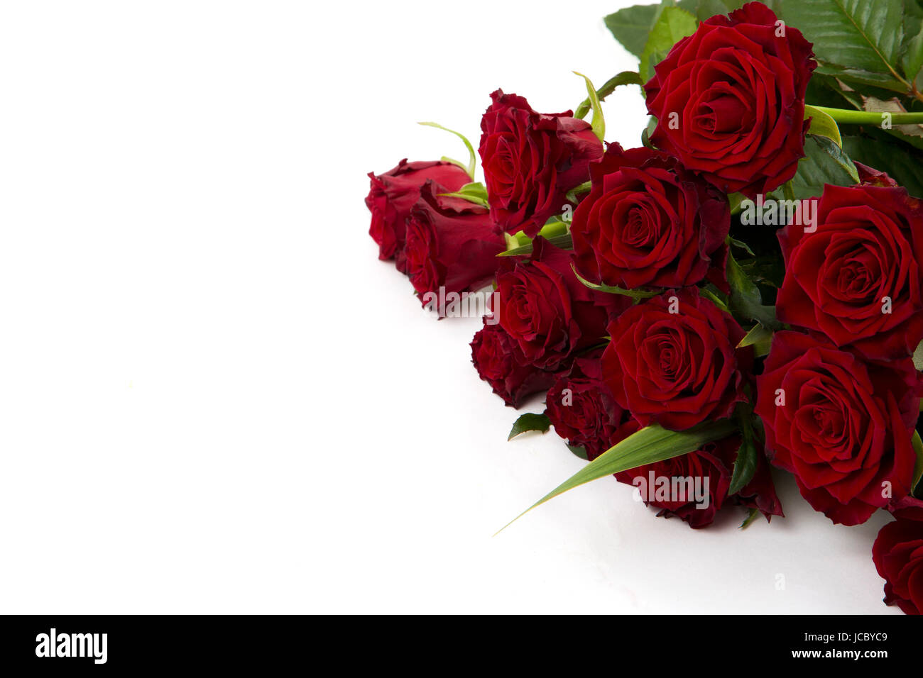 Rose rosse su sfondo bianco Foto Stock