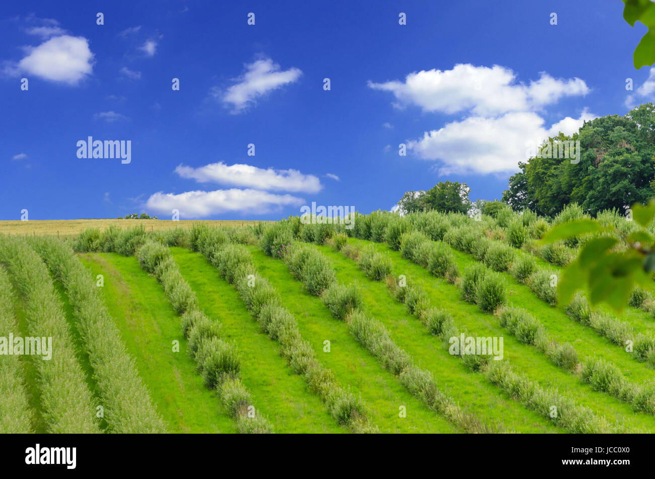 Pflanzen in einer Reihe gesetzt, im Hintergrund der blau weiße Horizont. Foto Stock