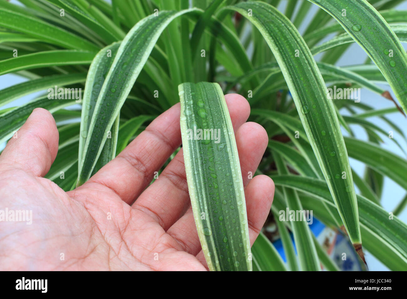 Close up Chlorophytum comosum variegatum o noto anche come spider di crescita della pianta in vaso Foto Stock