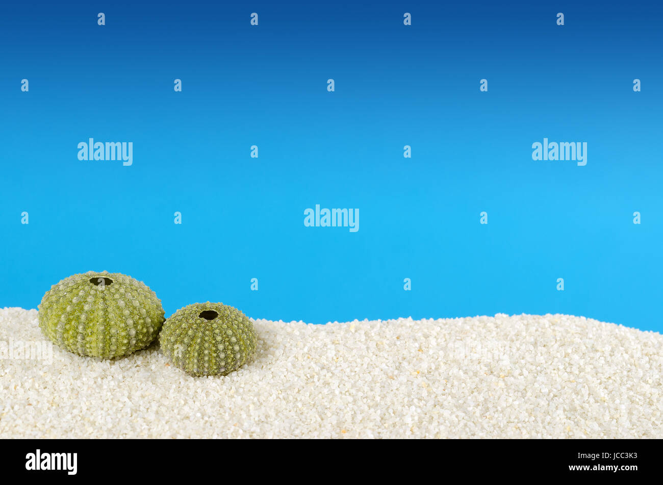 Il verde dei ricci di mare shell sulla sabbia bianca con sfondo blu. Urchin, anche riccio di mare, con endoskeleton globulari, chiamato test. Psammechinus miliaris. Foto Stock