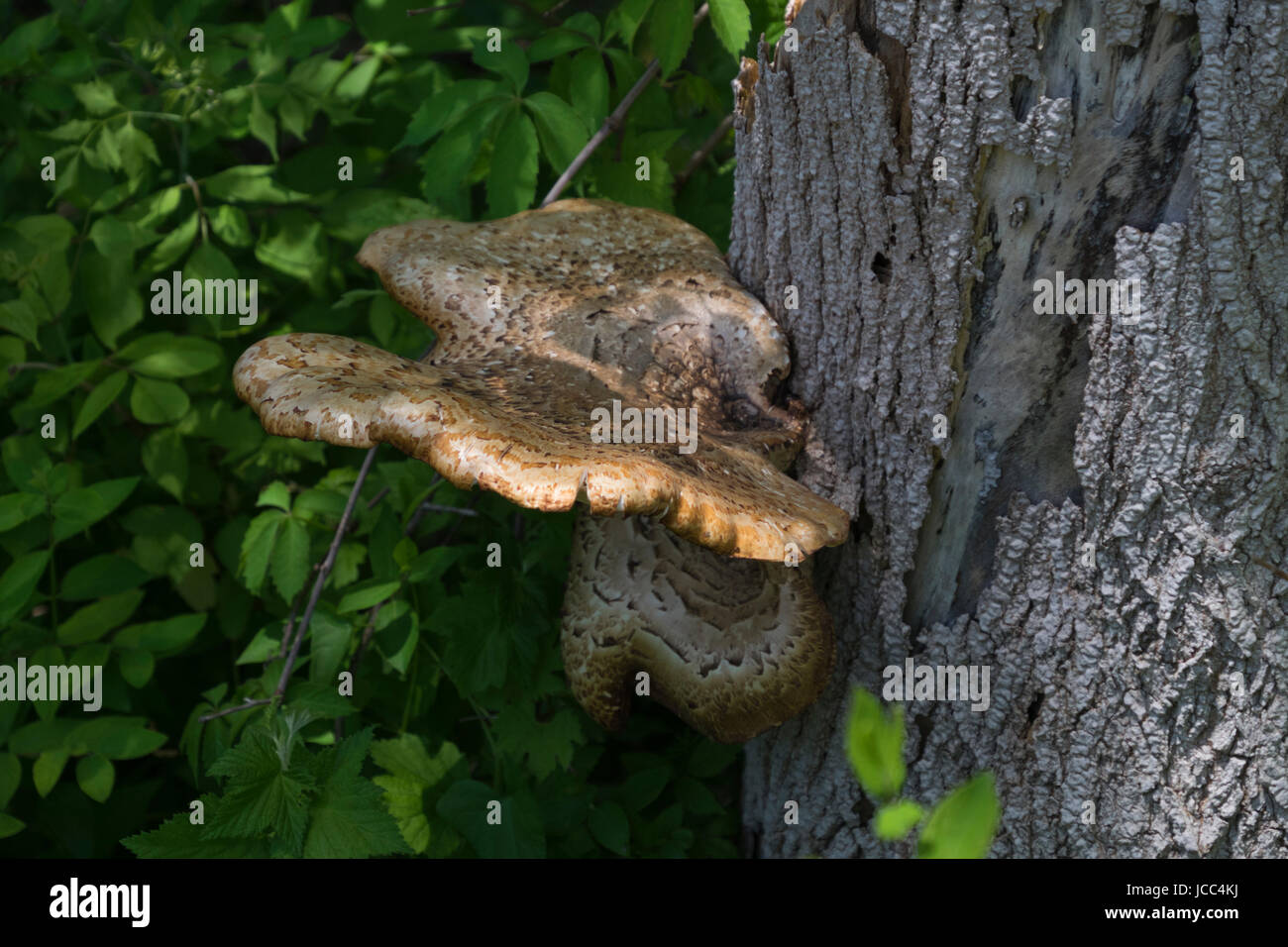 Ala di falchi funghi che crescono su una scatola albero di sambuco in Montague, MI. Foto Stock