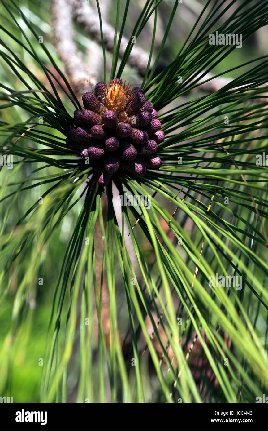 Close-up di pino Ponderosa formando coni su Bainbridge Island, Washington. Foto Stock