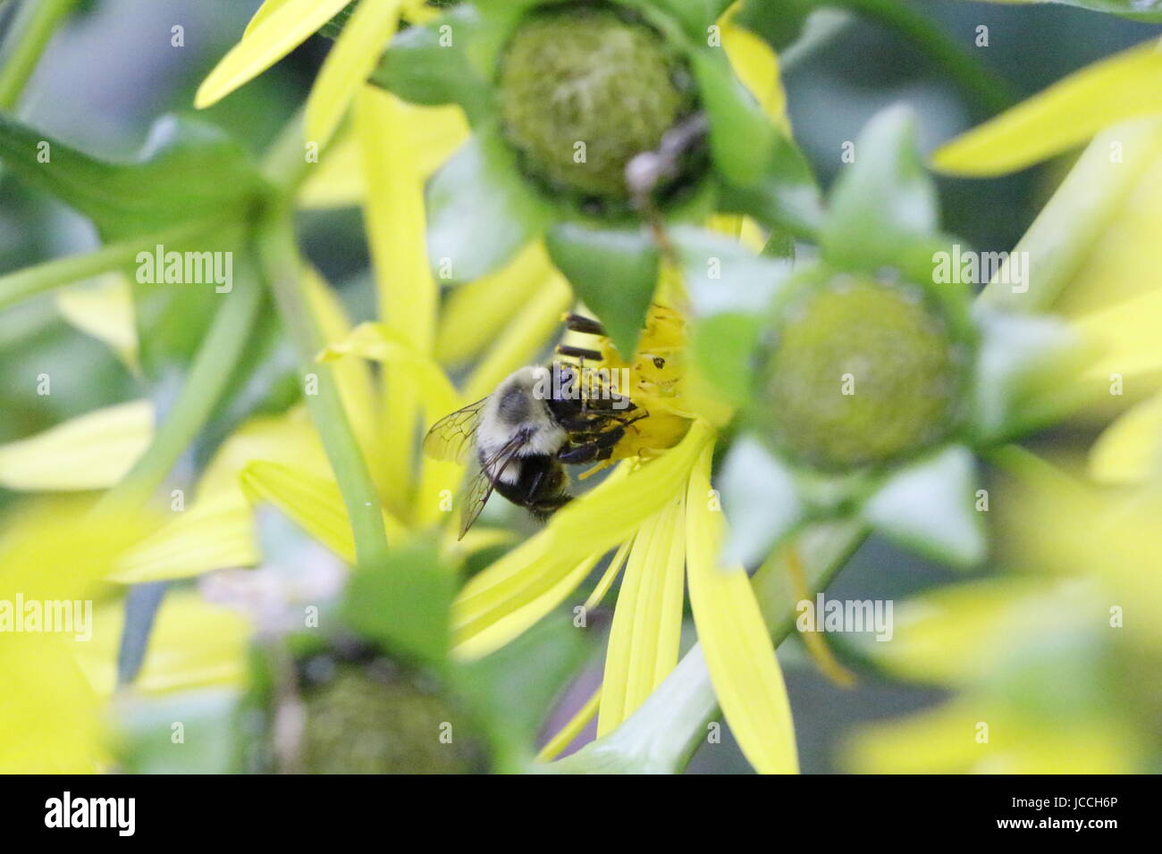 Assaporate una tazza di impianto Foto Stock