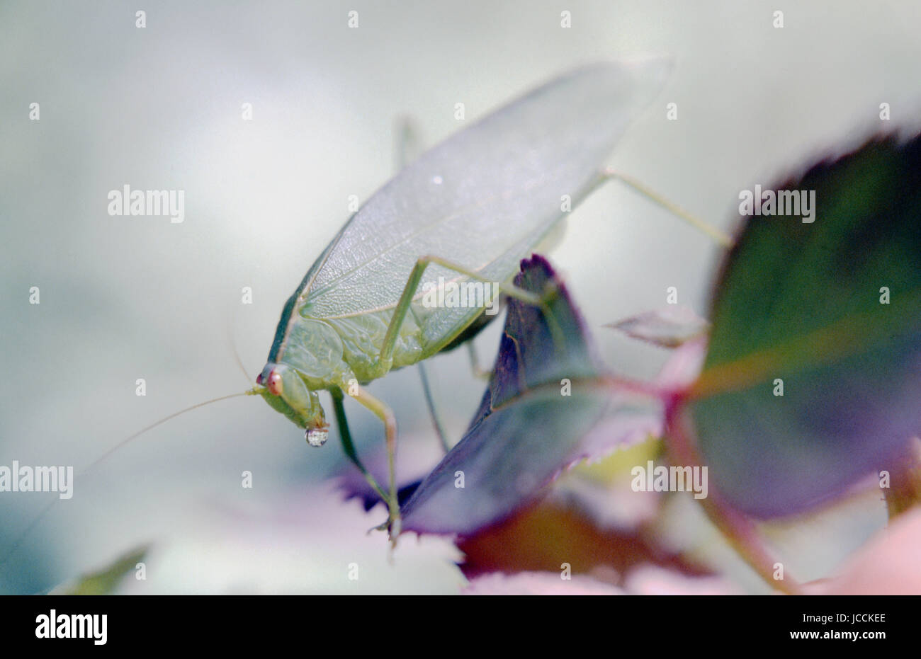 Insetti nella famiglia Tettigoniidae sono comunemente chiamati katydids, bush grilli o long-cornuto cavallette. Nuovo Galles del Sud, Australia Foto Stock