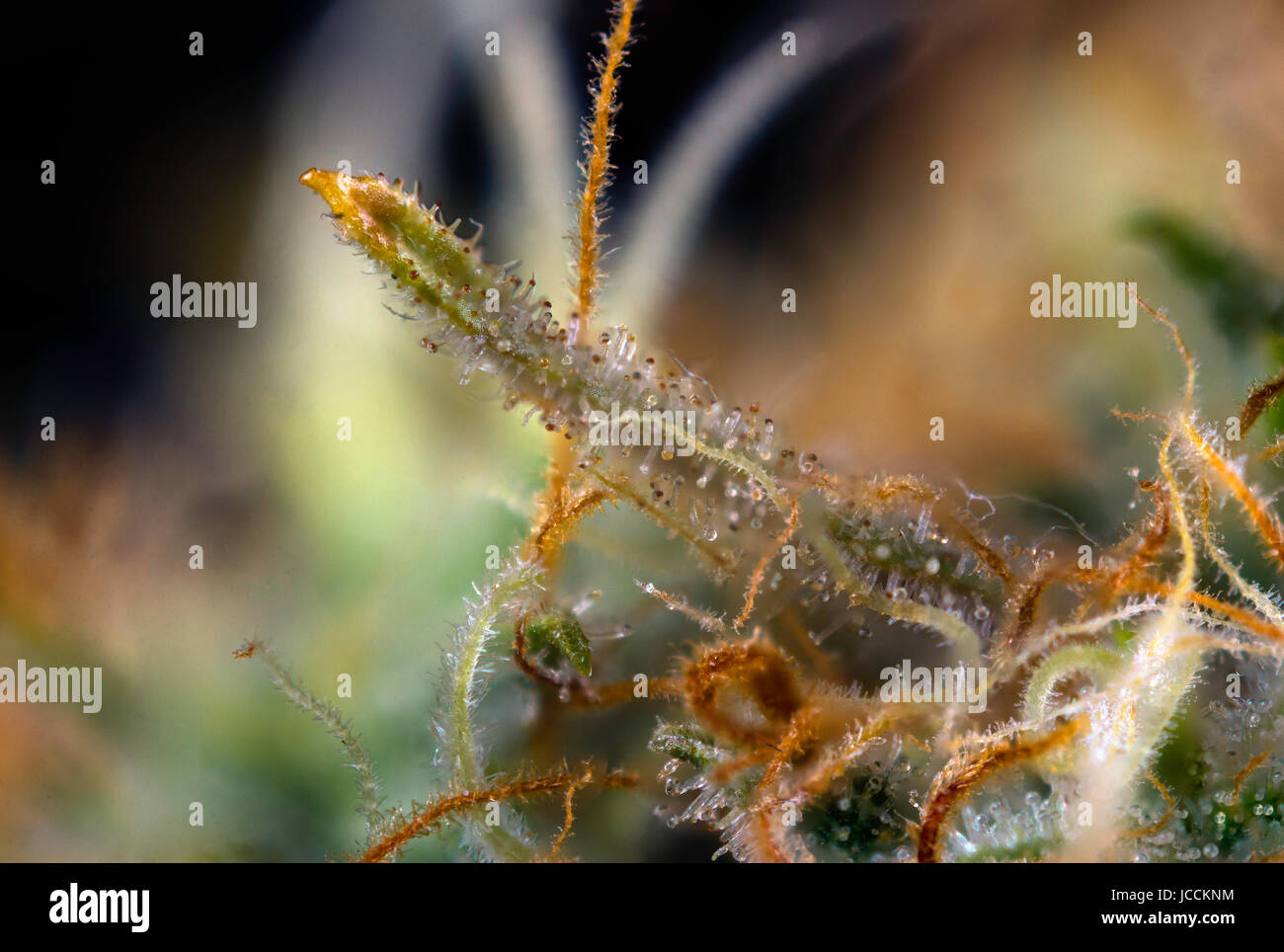 Macro astratta dettaglio della cannabis bud (nero russo ceppo di marijuana) con i peli visibili e tricomi sui ritardi di fase di fioritura Foto Stock