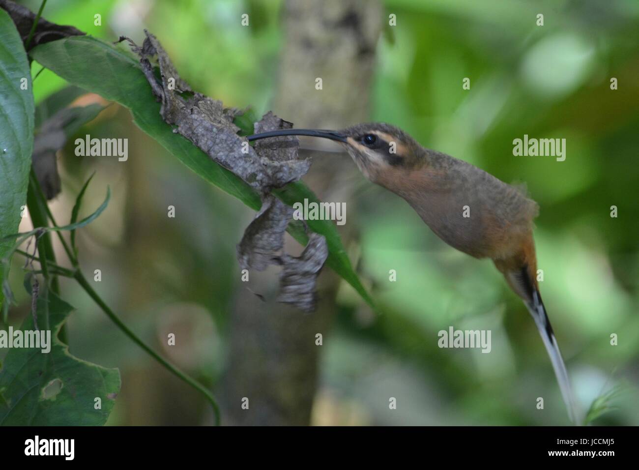 Un Colibrì si nutre di nettare da piante in una foresta tropicale. Iguassu, Brasile. Foto Stock