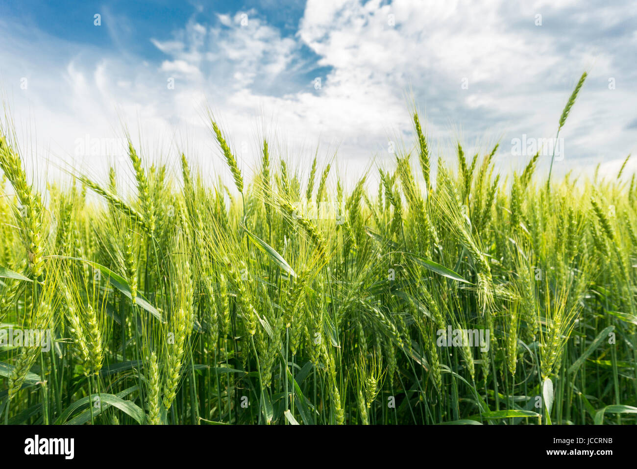 In inverno il raccolto di grano in campo. Foto Stock