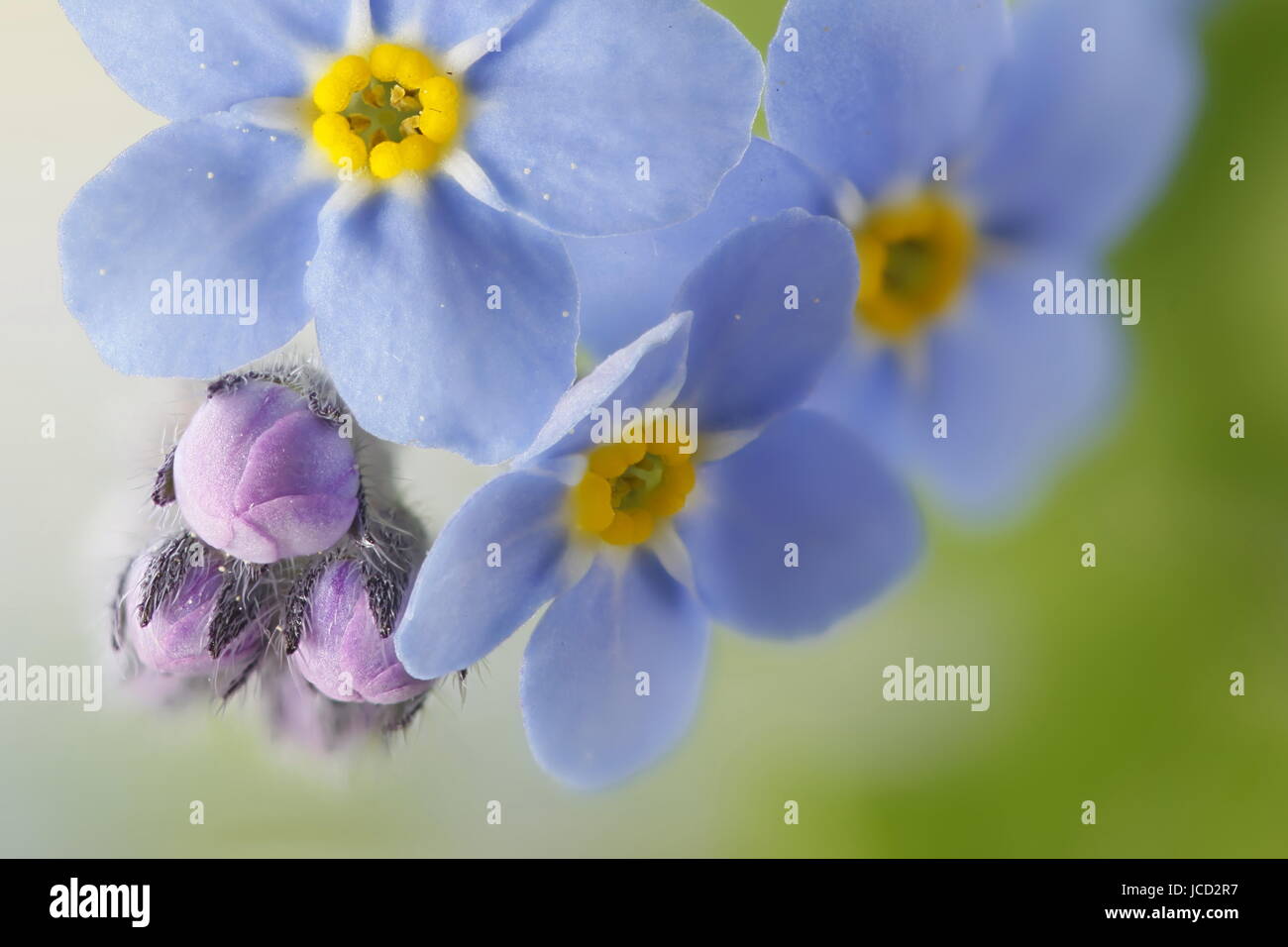 Dimenticare di bosco-me-non Foto Stock