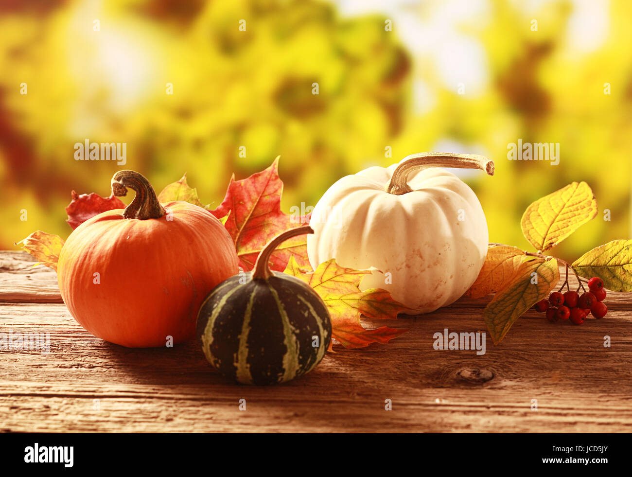 Colori d'autunno il raccolto con un'arancia, variegata di verde e bianco di zucca e squash tra colorate lascia cadere su una tavola in legno rustico in un dorato autunnale di giardino con copyspace Foto Stock