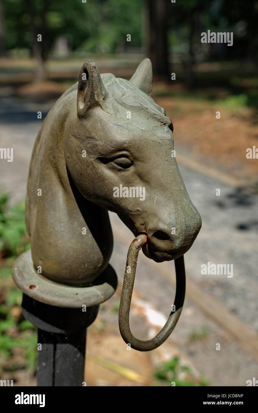Testa di cavallo post attacco Foto Stock