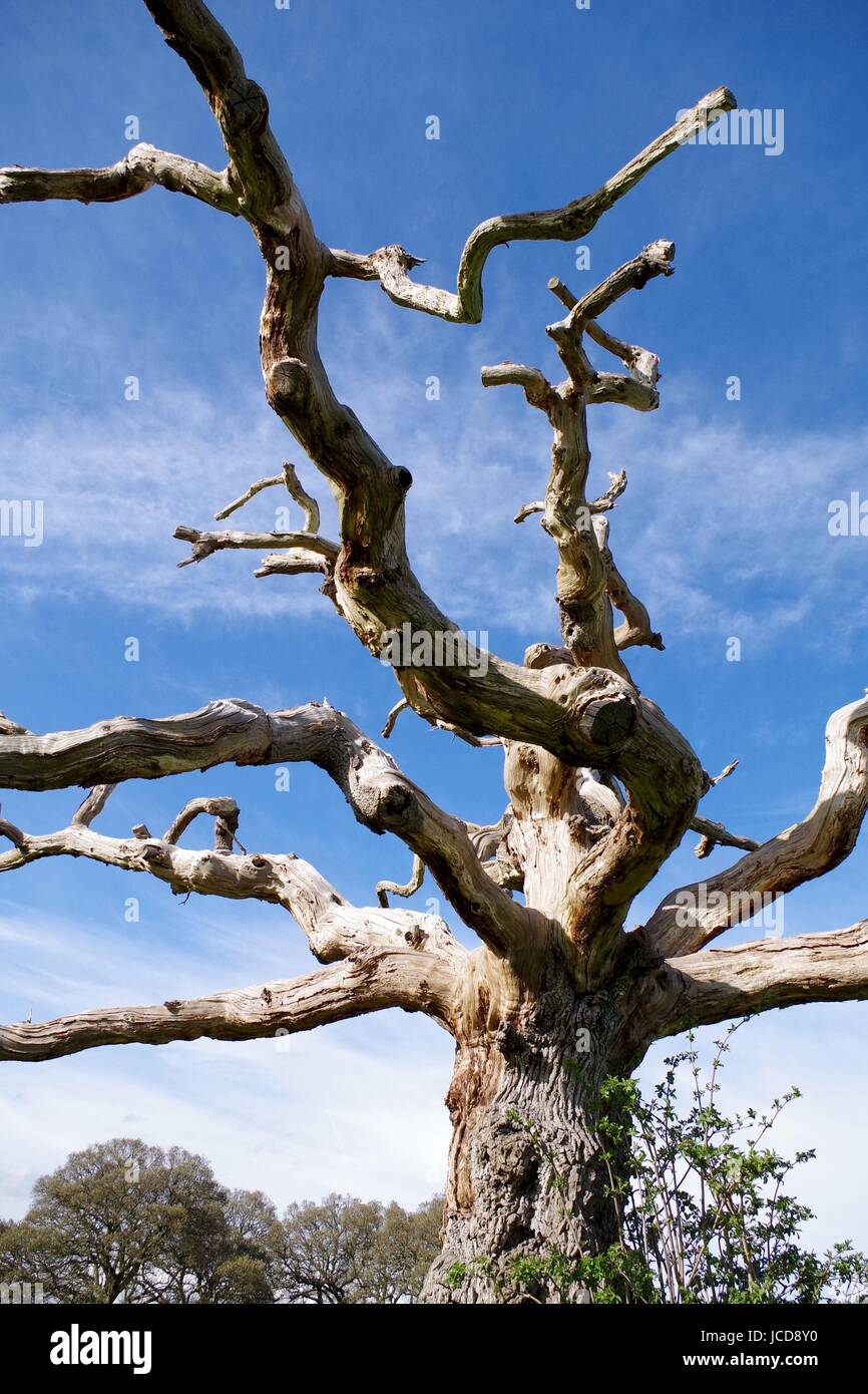 Vecchio albero storto per motivi di Powderham Castello. Devon, Regno Unito. Aprile, 2016. Foto Stock