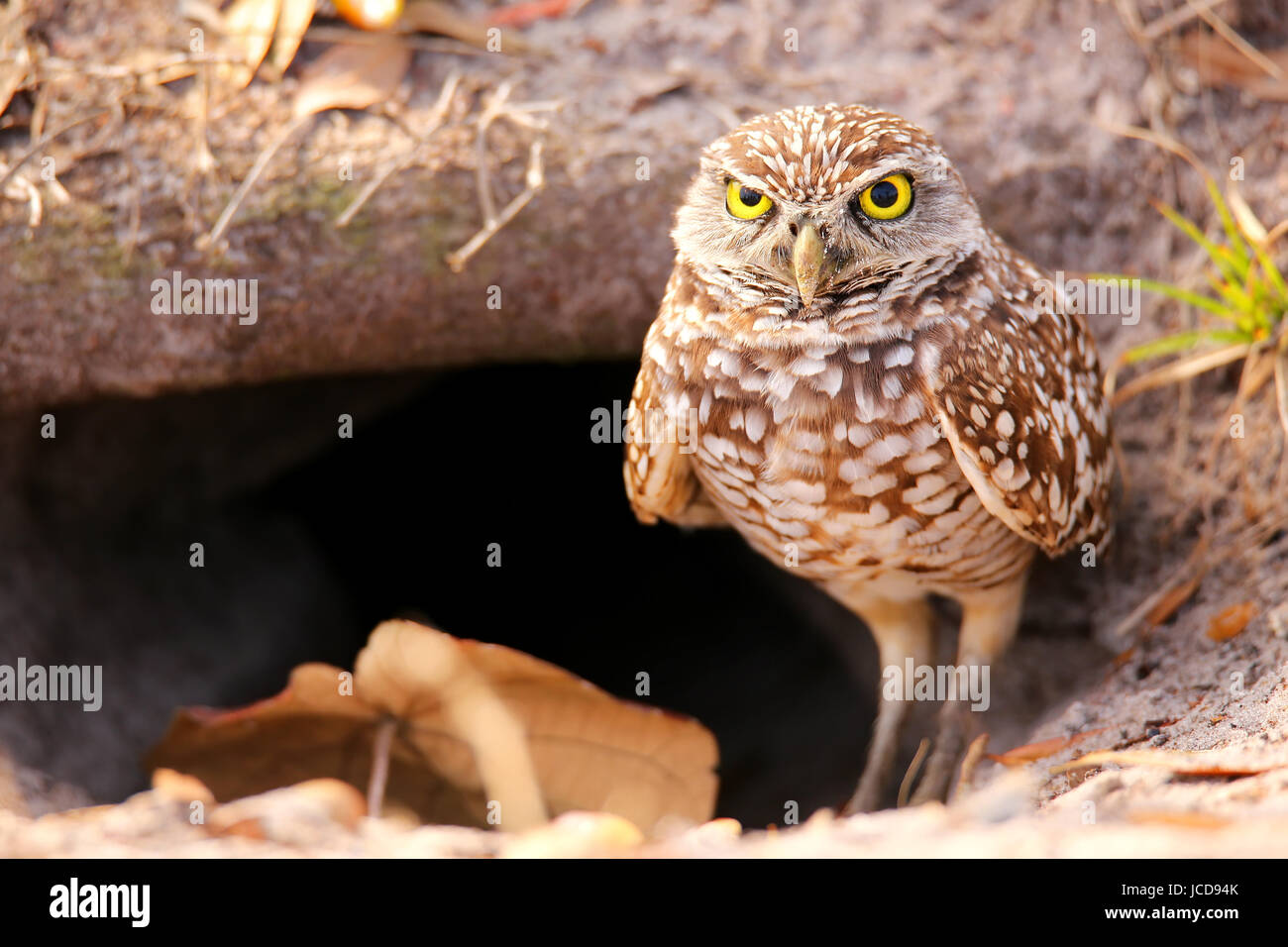 Scavando la civetta (Athene cunicularia) in piedi sul suolo Foto Stock