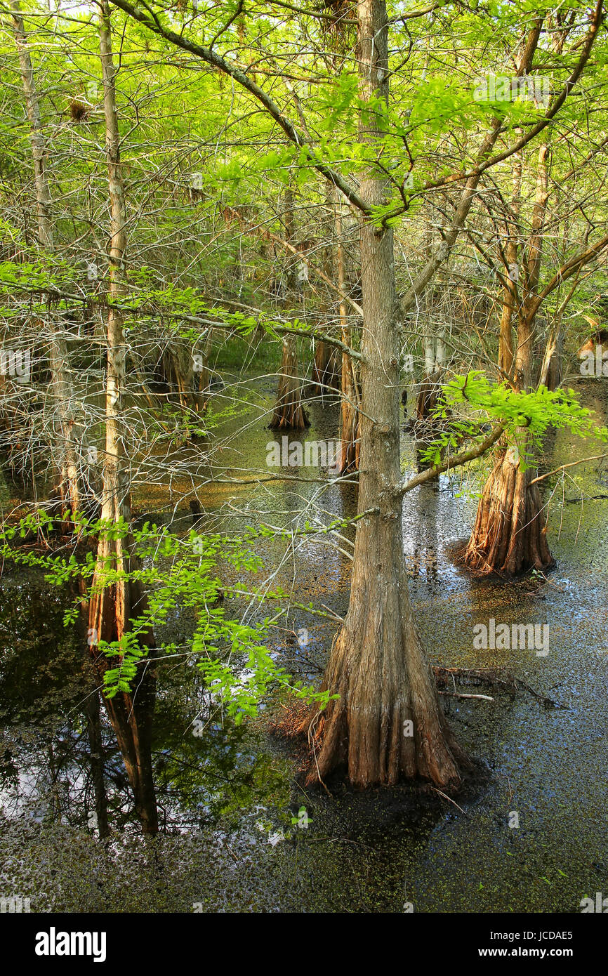 Cipresso calvo alberi che crescono in 6 mile Cypress Slough in Florida Foto Stock