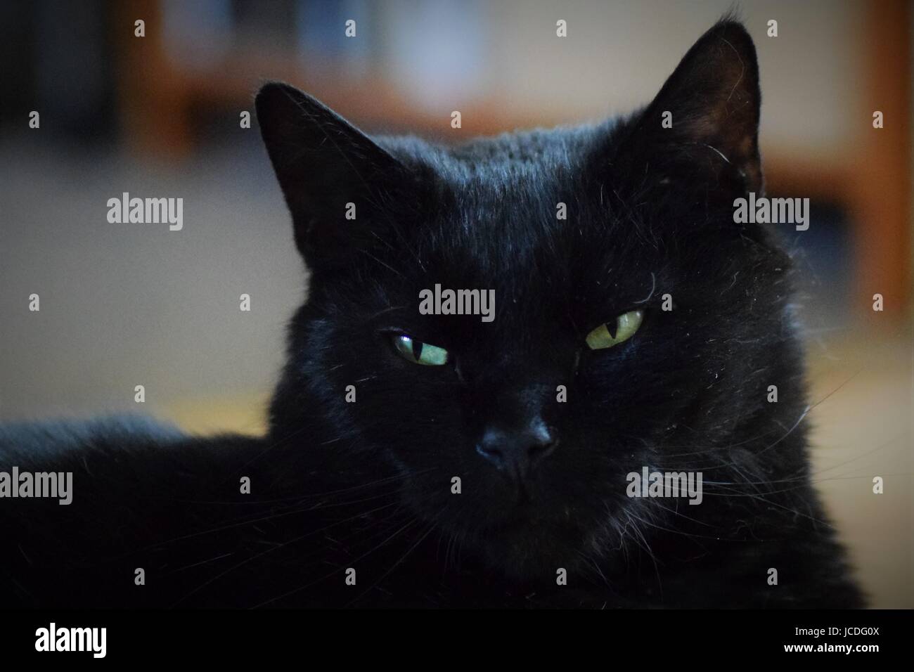 Close-up di gatto nero con gli occhi verdi Foto Stock