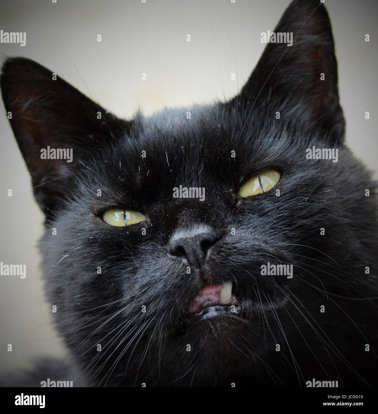 Close-up di gatto nero con gli occhi verdi Foto Stock