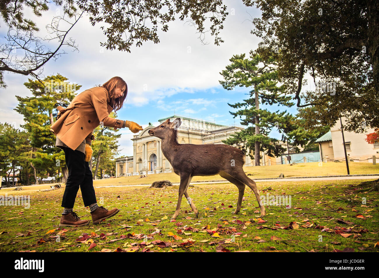 NARA, Giappone - Nov 21: Visitatori feed cervi selvatici il 21 aprile 2013 a Nara, Giappone. Nara è un importante destinazione turistica in Giappone - ex pro capite di città e attualmente il Sito Patrimonio Mondiale dell'UNESCO. Foto Stock