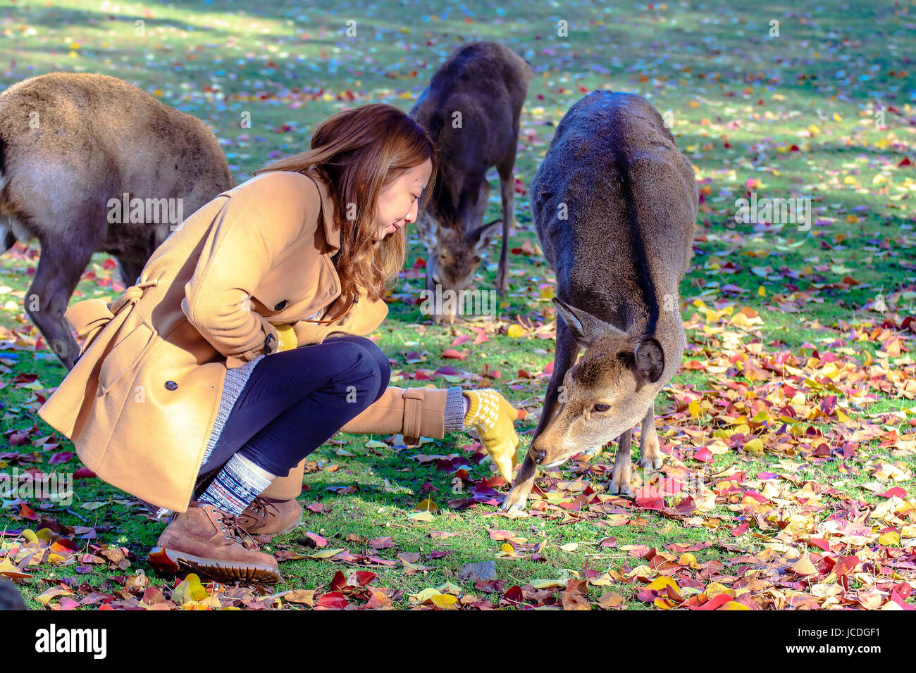 NARA, Giappone - Nov 21: Visitatori feed cervi selvatici il 21 aprile 2013 a Nara, Giappone. Nara è un importante destinazione turistica in Giappone - ex pro capite di città e attualmente il Sito Patrimonio Mondiale dell'UNESCO. Foto Stock