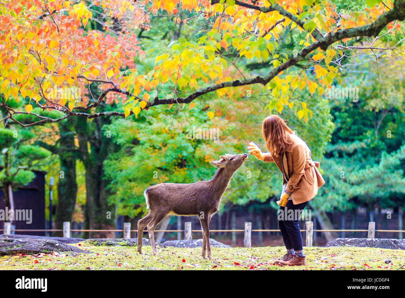 NARA, Giappone - Nov 21: Visitatori feed cervi selvatici il 21 aprile 2013 a Nara, Giappone. Nara è un importante destinazione turistica in Giappone - ex pro capite di città e attualmente il Sito Patrimonio Mondiale dell'UNESCO. Foto Stock