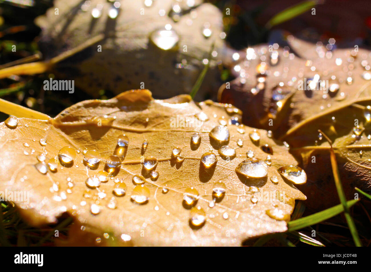 Gelbe Pappelblätter mit "Morgentau" bei Engenhahn im Taunus, Assia, Deutschland Foto Stock