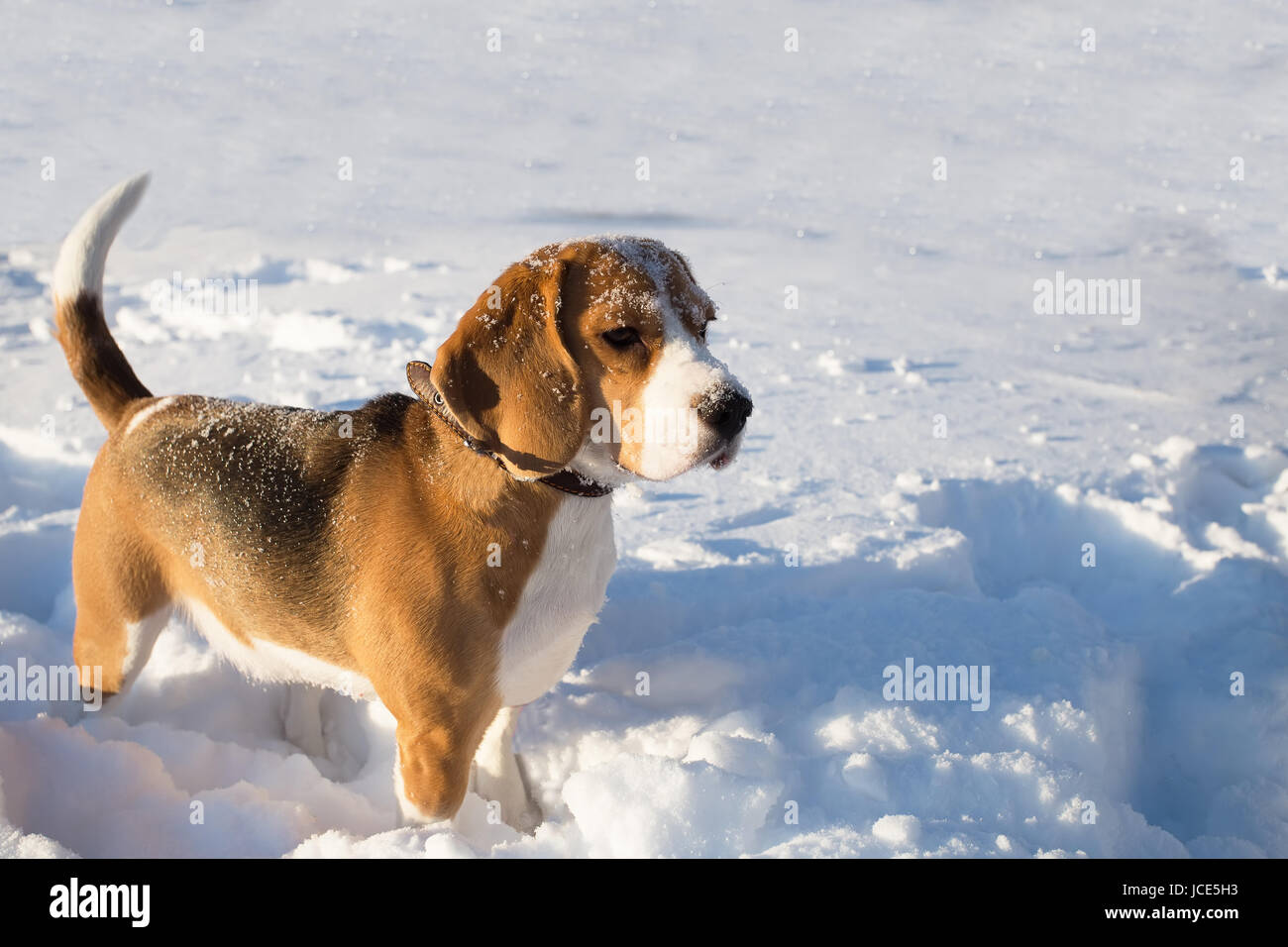 Cane in piedi nella neve. Cane Beagle all'aperto nel giorno d'inverno. Foto Stock