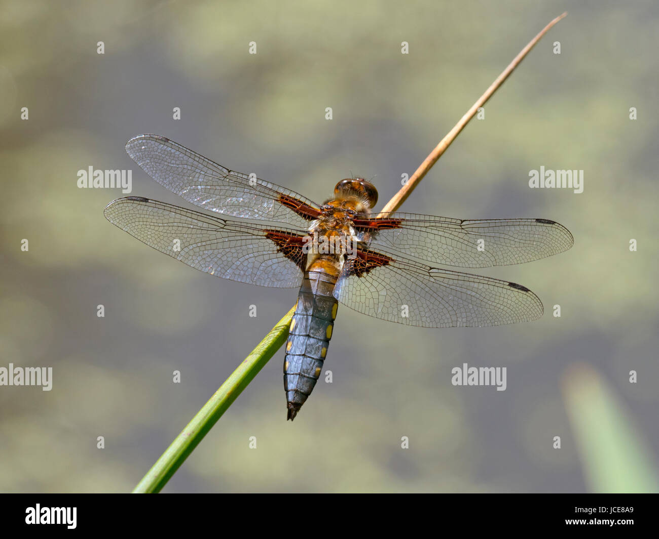 Ampia corposo chaser Libellula depressa seduta maschio Foto Stock