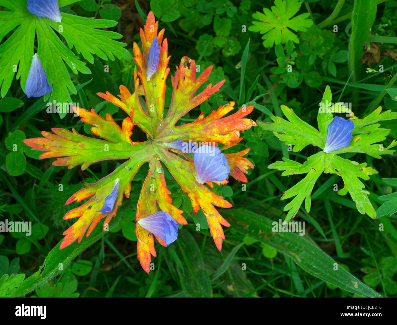 Petali caduti e foglie di Prato gru-bill Geranium pratense Foto Stock