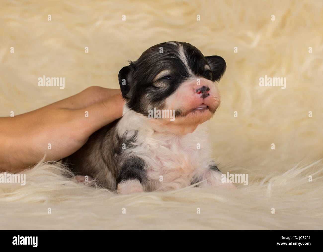 Havanese cucciolo 14 giorni Foto Stock