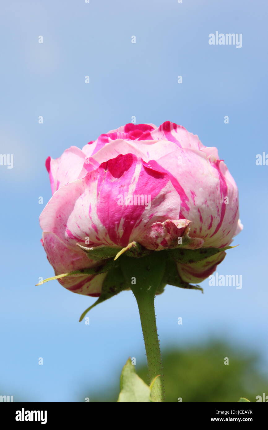 Rosa "variegata di Bologna, un fragrante Borbone bocciolo di rosa con drammatica striped in un giardino inglese in giugno, Regno Unito Foto Stock