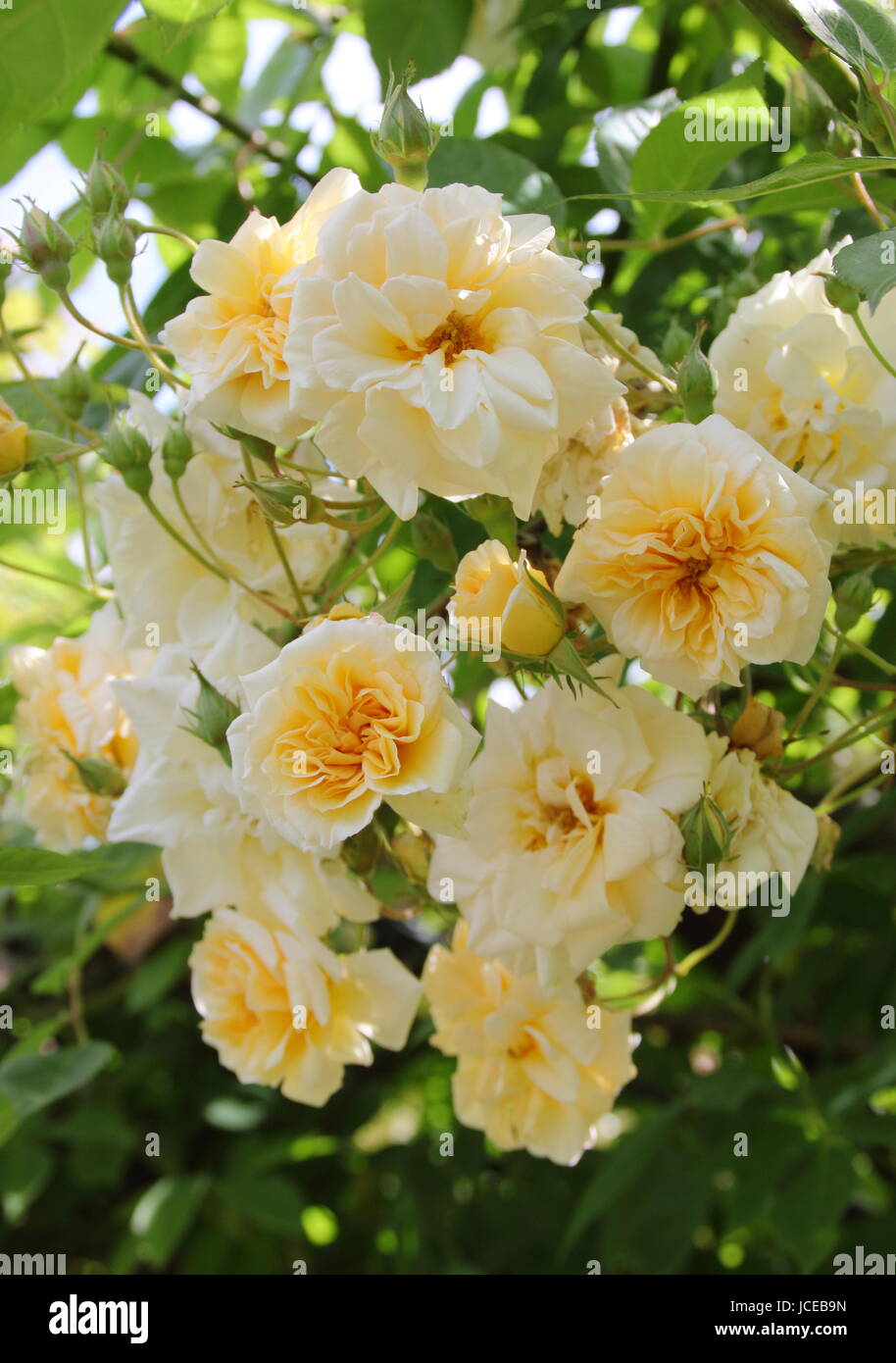 Rosa "Alister Stella Gray', ("Golden Rambler') una ripetizione della fioritura, fragrante rosa noisette, arrampicata su un arco in un giardino inglese in giugno, Regno Unito Foto Stock