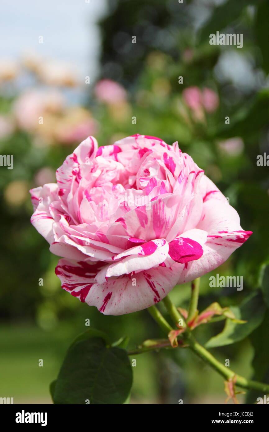 Rosa "variegata di Bologna", una striata, fragrante, Bourbon rose in piena fioritura di arrampicata in un giardino inglese in giugno, Regno Unito Foto Stock